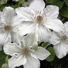 Detailed White Flowers with Yellow Centers on Dark Background