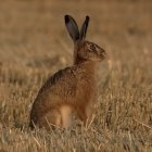 Intricately designed steampunk-style mechanical rabbits on warm grass backdrop