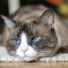 Brown and White Cat with Blue Eyes by Teacup and Flowers