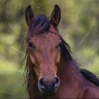 Colorful Decorated Horse Artwork with Swirling Patterns