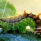 Colorful Caterpillar with Multicolored Spikes on Textured Leaf