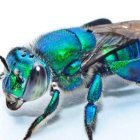 Detailed digital illustration of a vibrant bee with blue and green hues and translucent wings