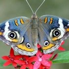 Colorful Butterfly with Eye Spots on Flowers and Foliage