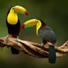 Colorful Toucans Perched on Branch with Soft Green Background