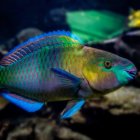 Colorful translucent fish with neon bubbles in dark aquatic scene