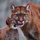 Realistic digital painting of three cougars guarding cubs under cloudy sky