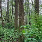 Tranquil forest landscape with mossy trees, brook, ferns, and sunbeams