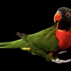 Vibrant bird illustration with blue, orange, and green plumage on black backdrop