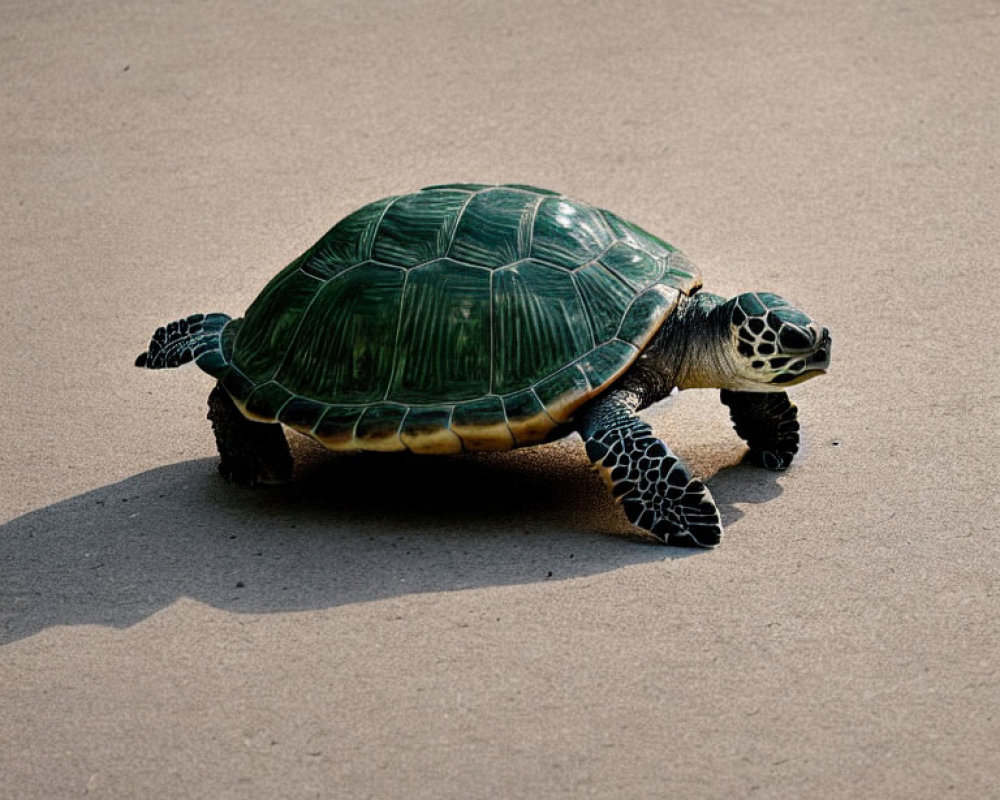 Shiny Green and Brown Sea Turtle Crossing Sandy Surface