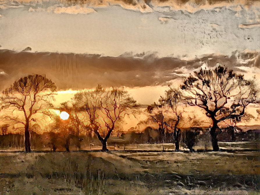 Golden Hour Oak Trees 