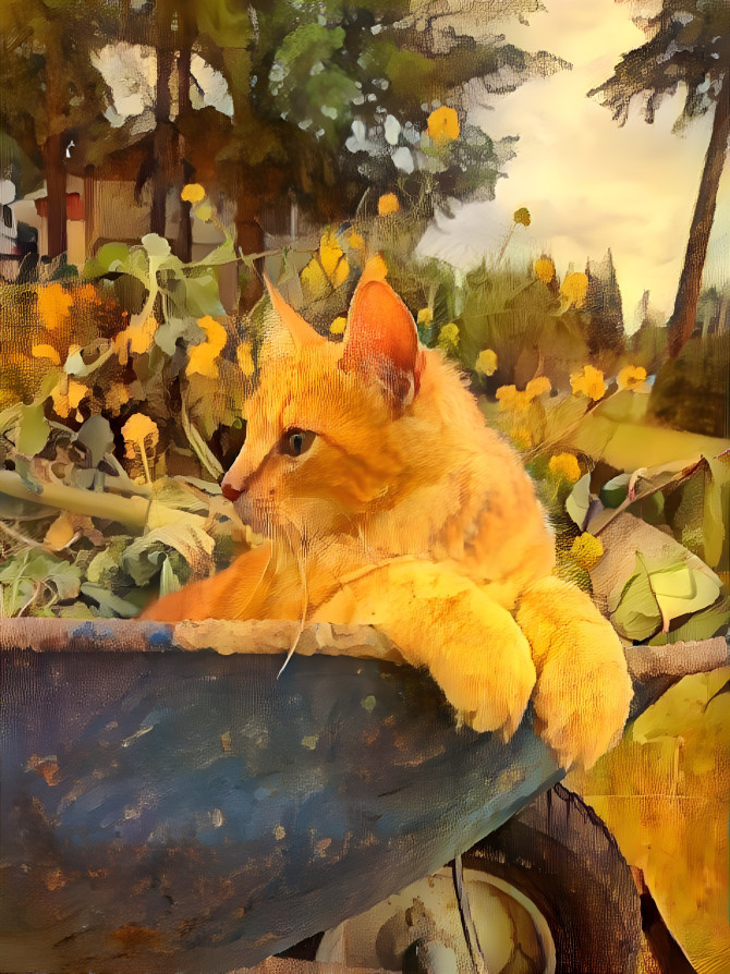 Orange Kitty