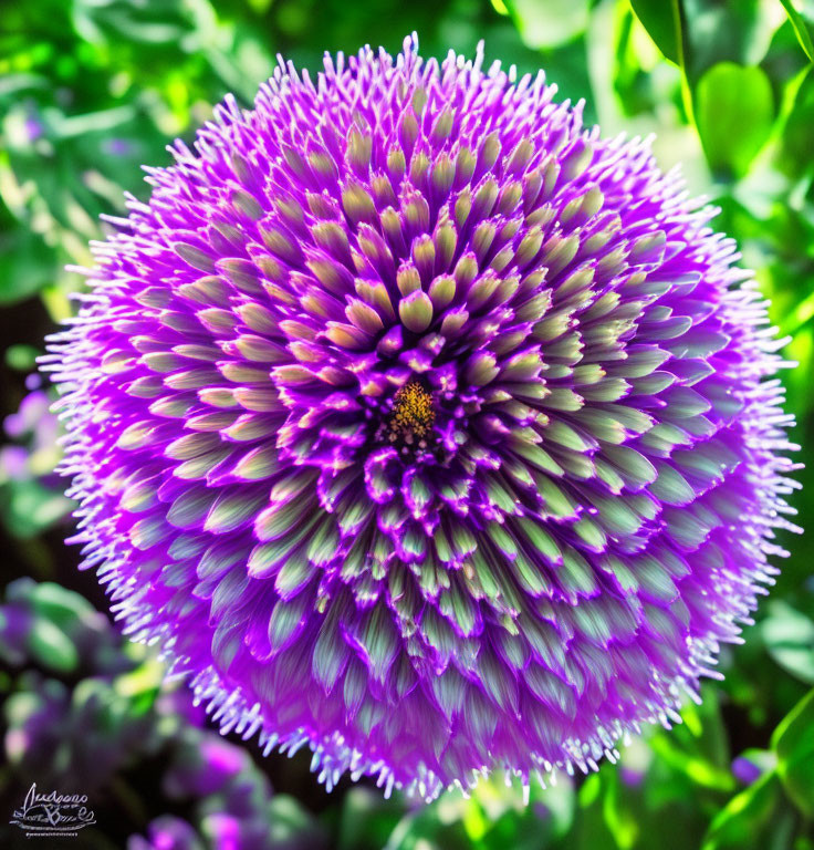 Vibrant Purple Spherical Flower with Spiky Petals on Green Background