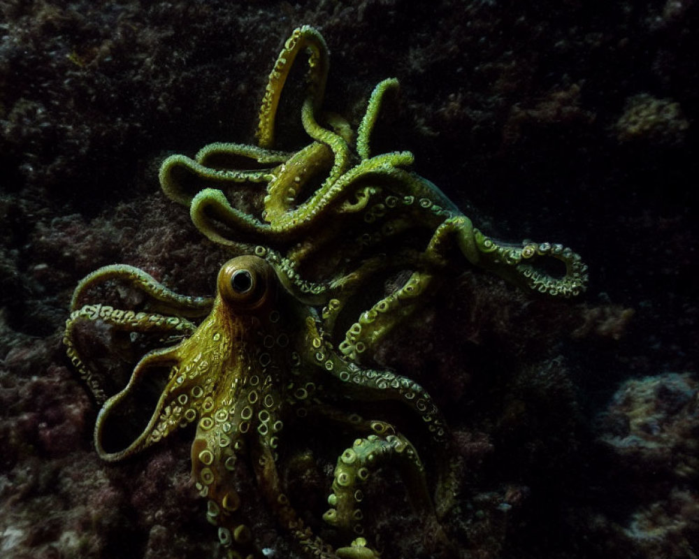 Greenish-Yellow Octopus Camouflaged on Dark Underwater Rock