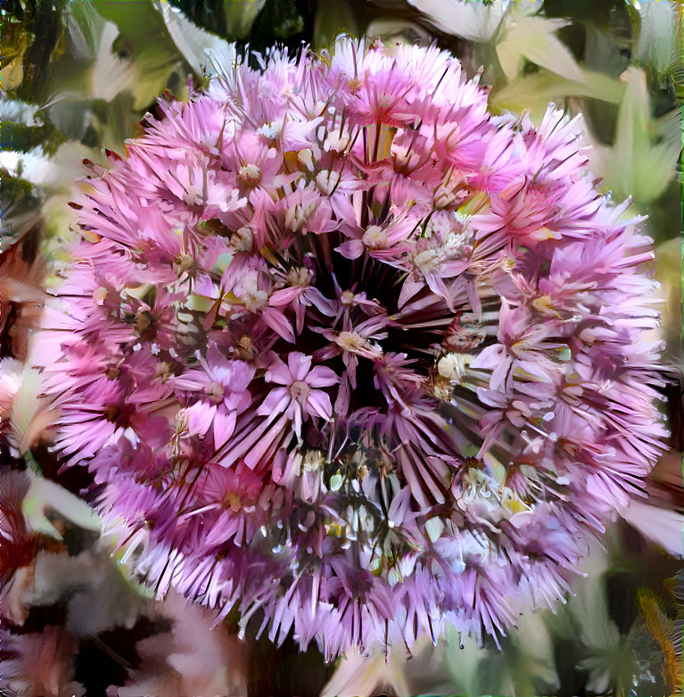 Allium fleabane