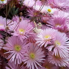 Vibrant pink daisy-like flowers with yellow centers and intricate petal details.