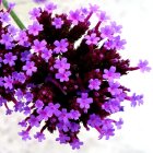 Close-up of vibrant purple flowers with golden-yellow stamens on white background