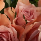 Pink roses bouquet with peach and yellow petals close-up.