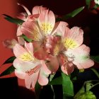 Blush-Tinted White Dahlias on Dark Background