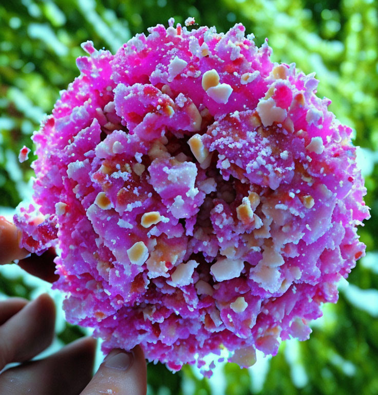 Colorful pink snow cone with sprinkles on green foliage