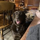 Black dog with bright eyes in warmly lit room with wooden shelves and drawings.