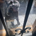 Black cat with yellow eyes on fence with jack-o'-lanterns in misty setting