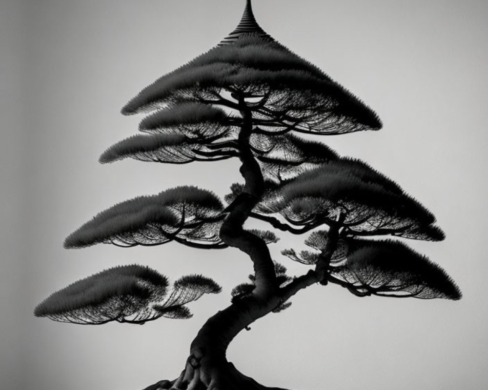 Monochrome image of elegantly shaped bonsai tree in shallow pot