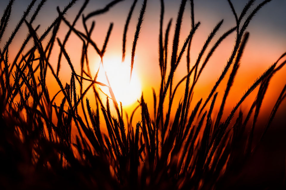 Grass Silhouetted Against Vibrant Sunset Gradient