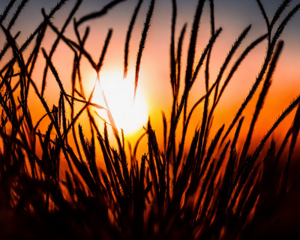 Grass Silhouetted Against Vibrant Sunset Gradient