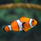 Vibrant Clownfish Swimming in Colorful Underwater Scene