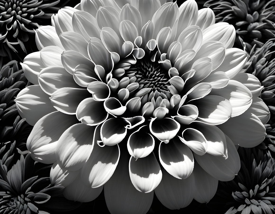 Monochrome close-up of detailed flower petals