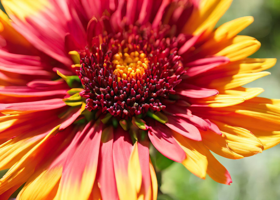 Detailed View of Vibrant Red and Yellow Flower Petals