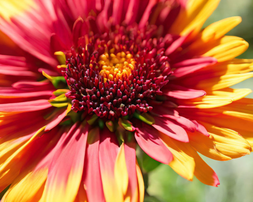 Detailed View of Vibrant Red and Yellow Flower Petals