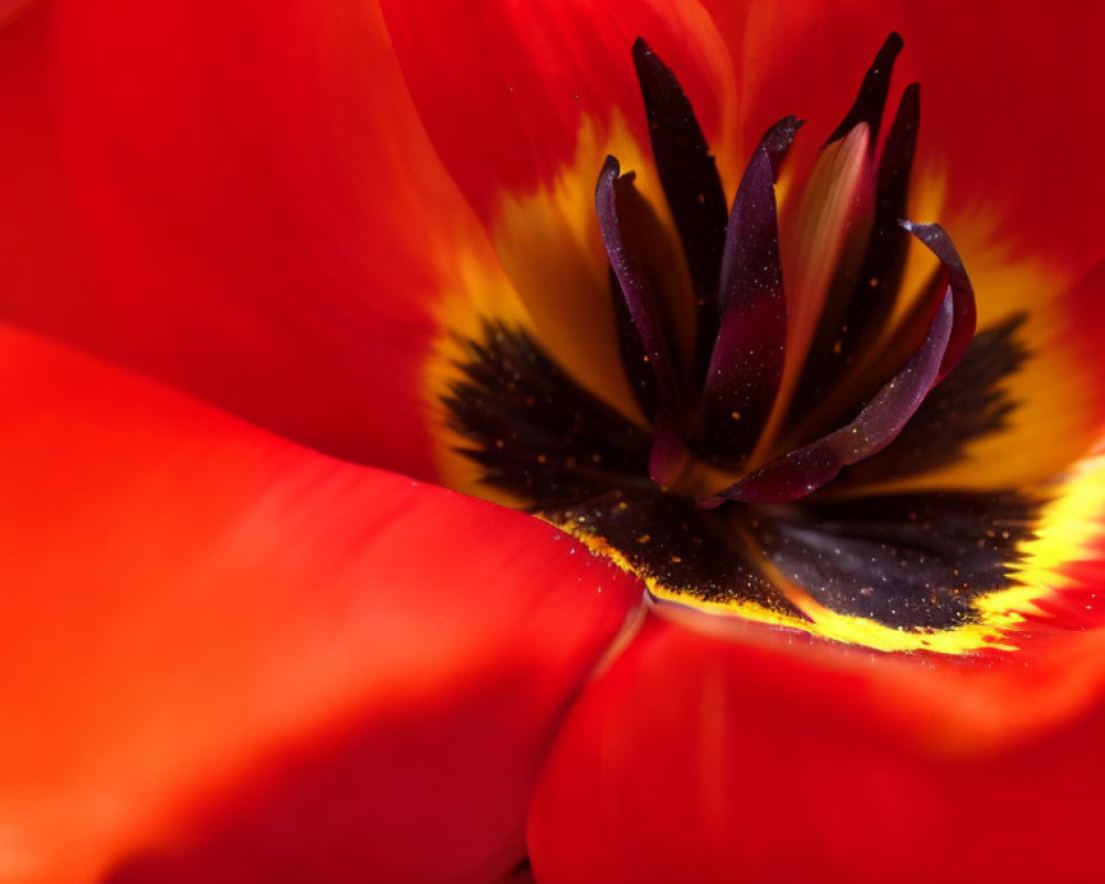 Vibrant red tulip with dark center and yellow pollen on blurred red background