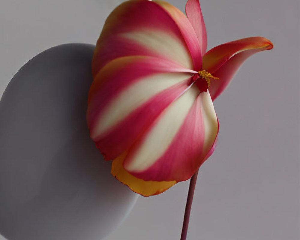 Pink and Cream Tulip Against Gray Background: Tranquil and Elegant Floral Image