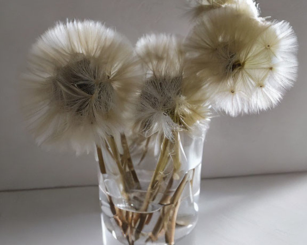 Dandelion seed heads in glass of water with sunlight shadows