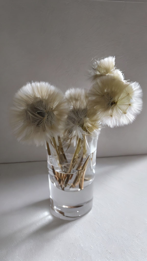 Dandelion seed heads in glass of water with sunlight shadows