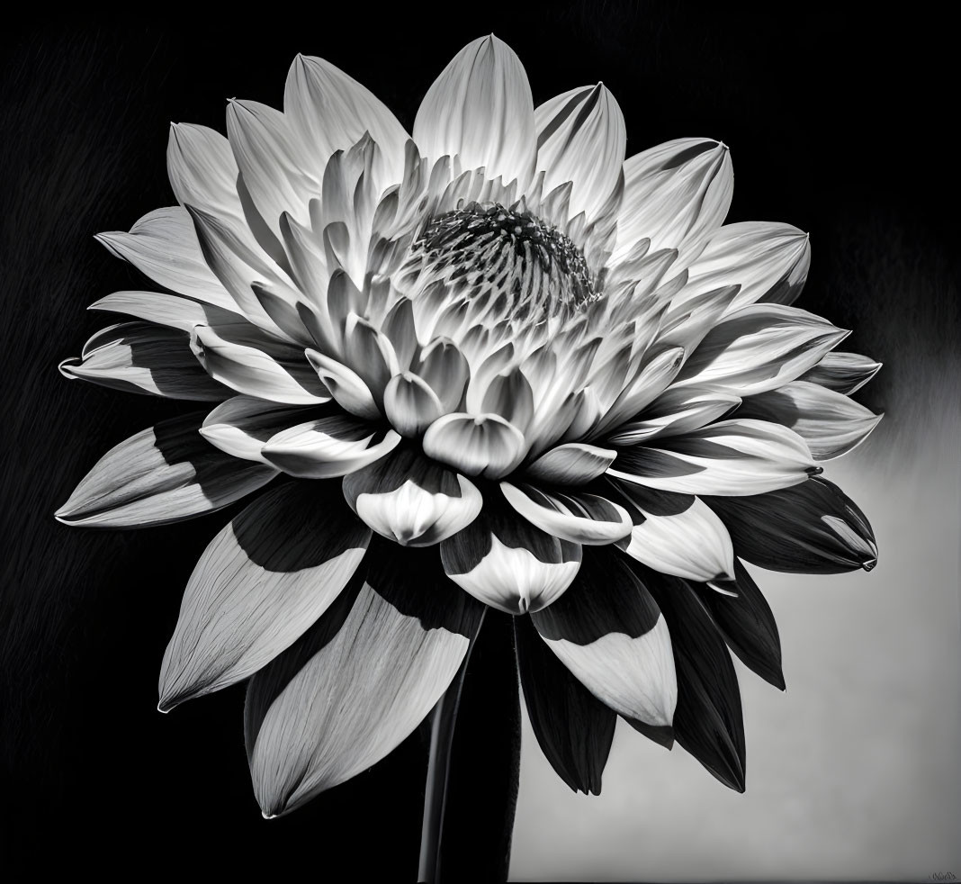 Detailed Black and White Dahlia Flower with Distinct Petals