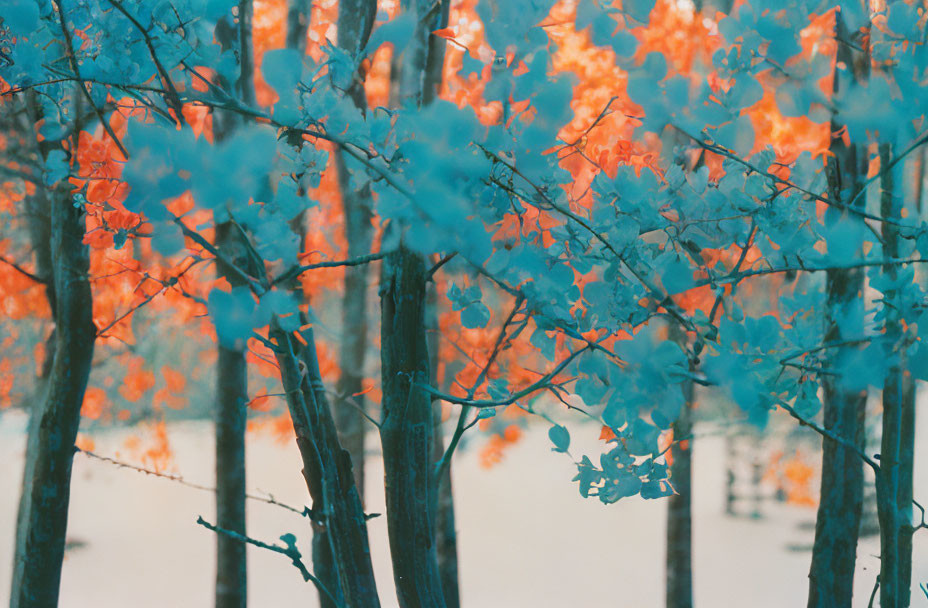 Vivid Infrared Forest Landscape with Blue Trees and Orange Leaves