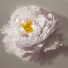 Pale pink peony with ruffled petals and yellow center on neutral backdrop