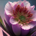 Detailed Painting of Large Pink Peony with Ruffled Stamens