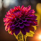 Vibrant red dahlia with intricate petals in sharp focus against blurred background illuminated by warm sunlight