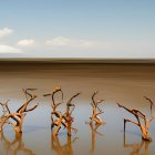 Bare Tree Branches Reflecting on Water with Mountains and Sky