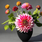 Colorful Dahlia Bouquet in Black Vase on Gray Background