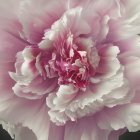 Pink peony bloom with soft petals on grey background