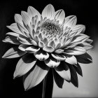 Detailed Black and White Dahlia Flower with Distinct Petals