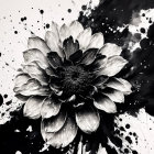 Monochrome flower image with detailed petals and splattered ink on white background