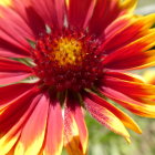 Detailed View of Vibrant Red and Yellow Flower Petals