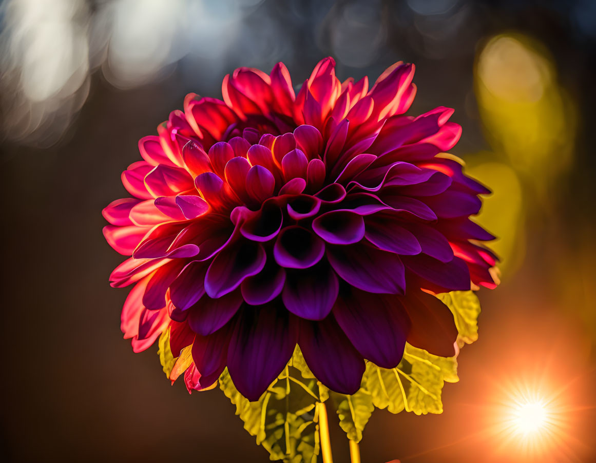 Vibrant red dahlia with intricate petals in sharp focus against blurred background illuminated by warm sunlight