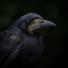 Dark-feathered raven with sharp beak on black background