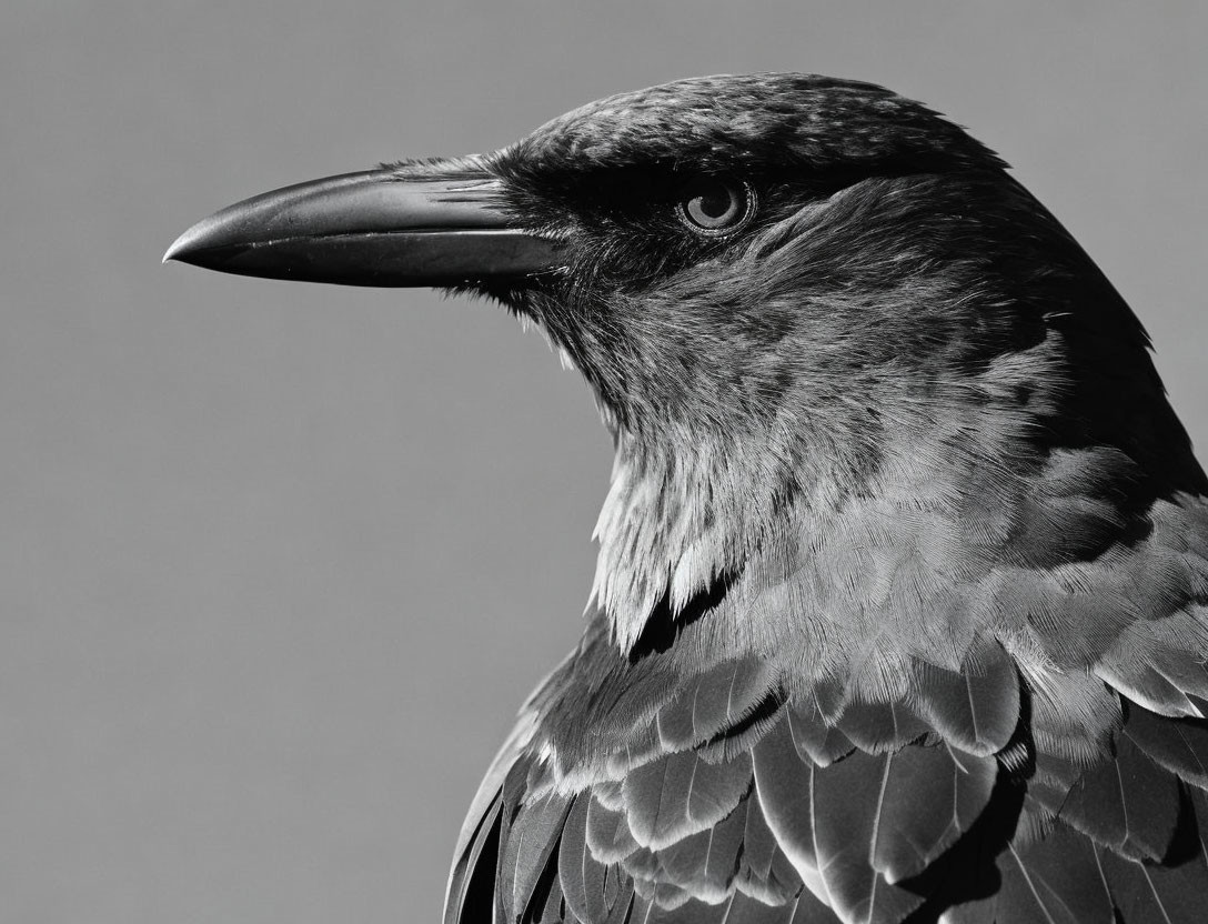 Monochrome close-up of crow's head and shoulder with detailed beak and eye.